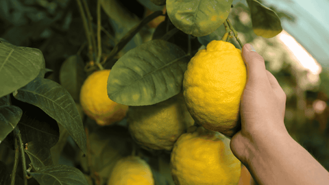 Il limoneto Petrone: dove il terreno vulcanico sposa l’ecosostenibilità