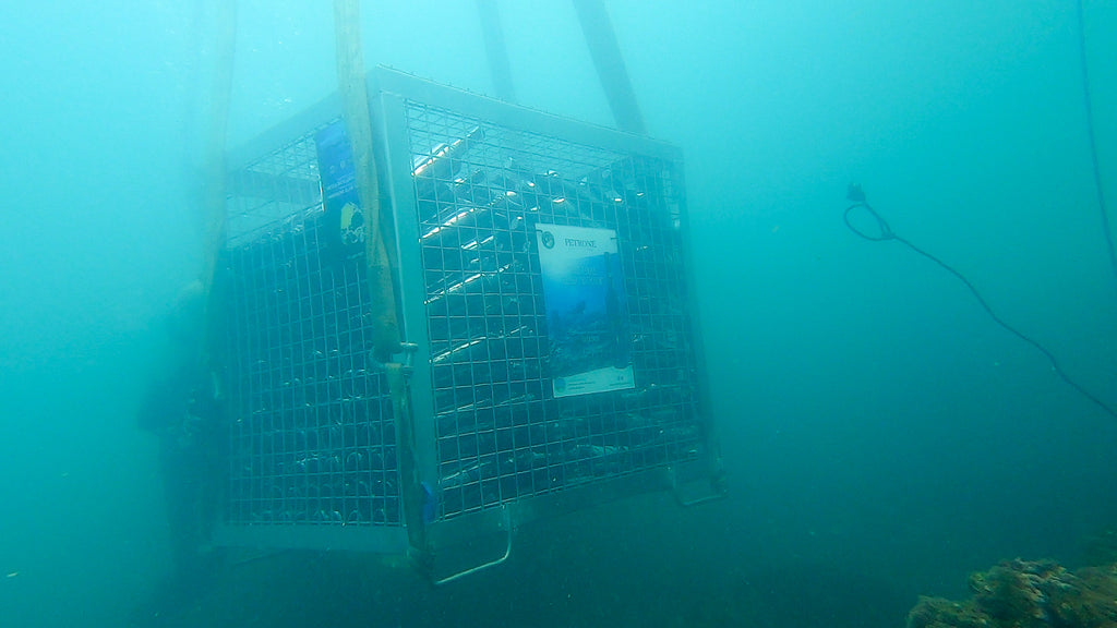 AFFINAMENTO IN MARE DEL LIQUORE FALERNUM [Servizio TG3 - Campania e video integrale]